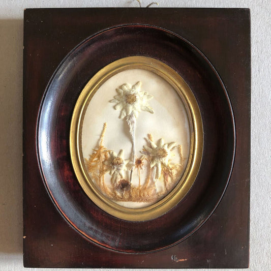 Edelweiss séchées — cadre à patine acajou, verre bombé cerclé de laiton c. 1920