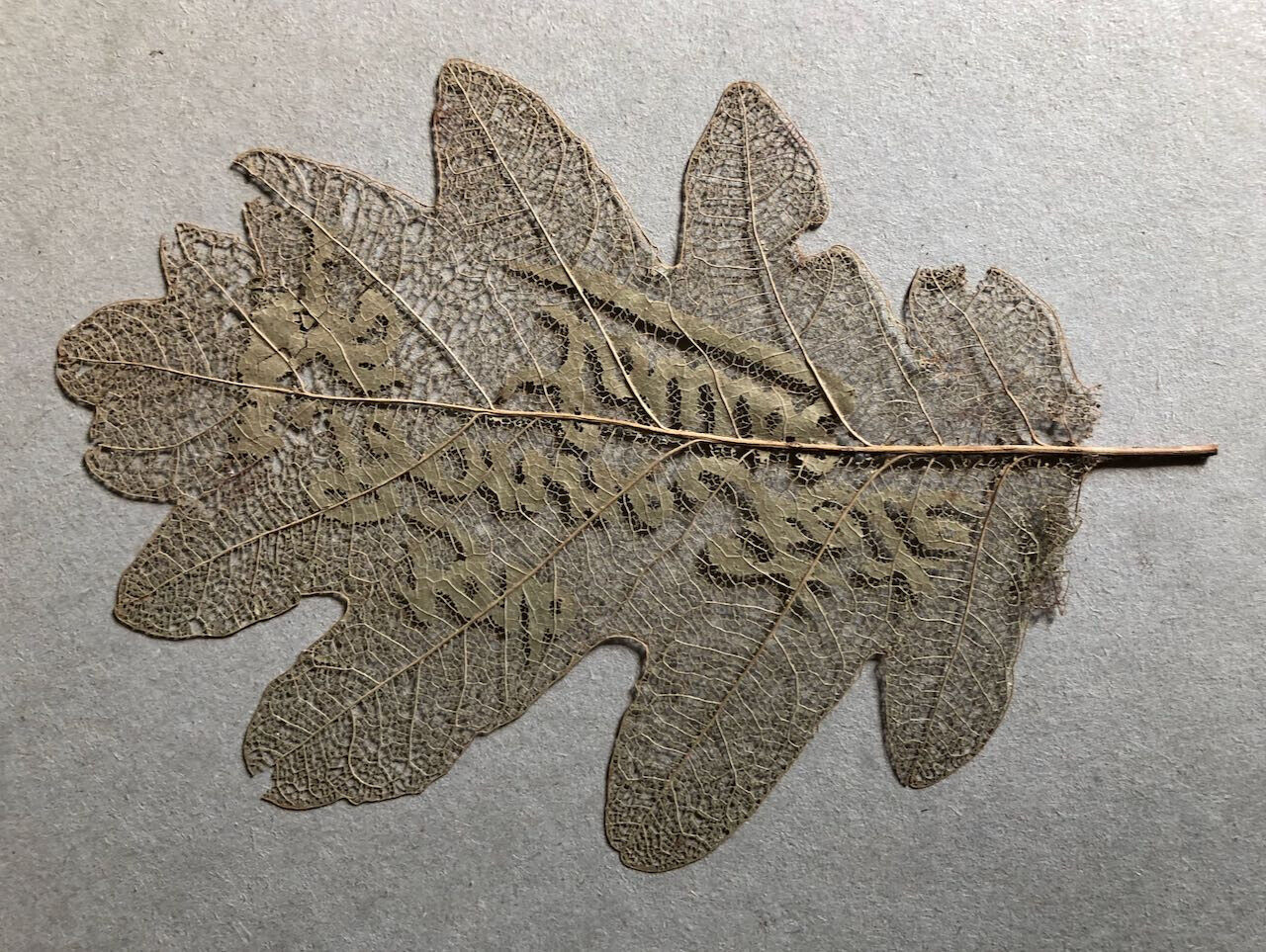 Bonne fête Louise — feuille d'arbre repercée - canivet —datée 1916.