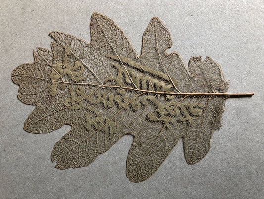 Bonne fête Louise — feuille d'arbre repercée - canivet —datée 1916.