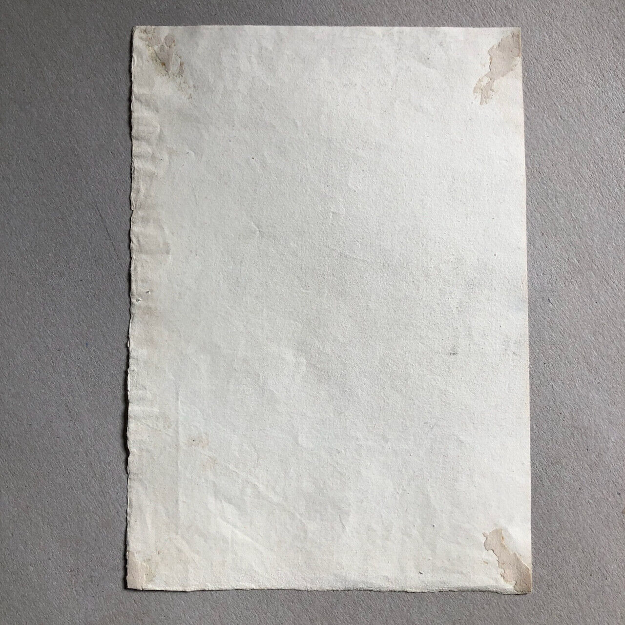 Anonyme — portrait d'arbre — dessin au crayon — XIXe siècle — 30,5 x 21,5 cm.