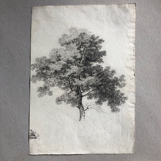 Anonyme — portrait d'arbre — dessin au crayon — XIXe siècle — 30,5 x 21,5 cm.