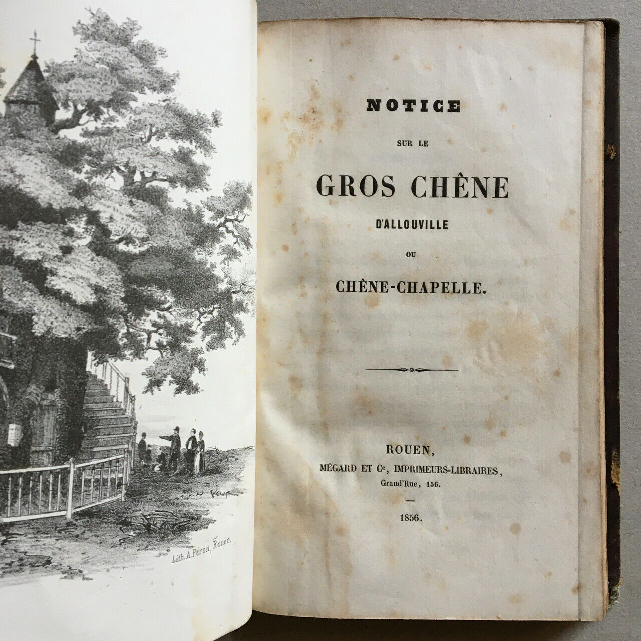 Notice sur le gros chêne d'Allouville ou chêne chapelle (Yvetot) — Mégard — 1856