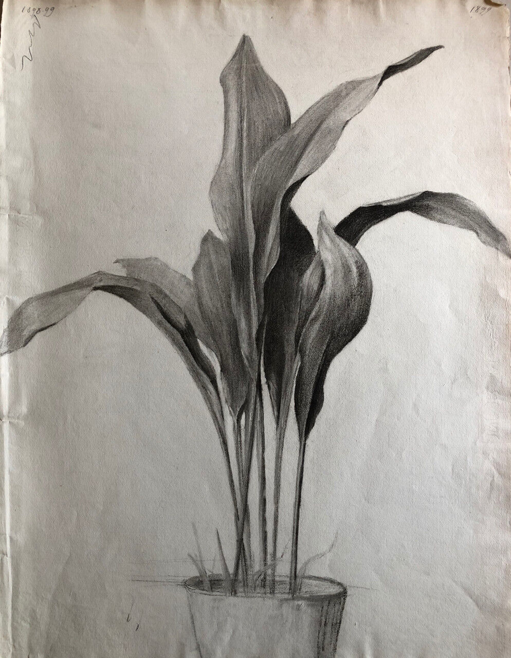Plante en pot — Aspidistra — fusain sur papier daté 1899 — 62 x 47 cm