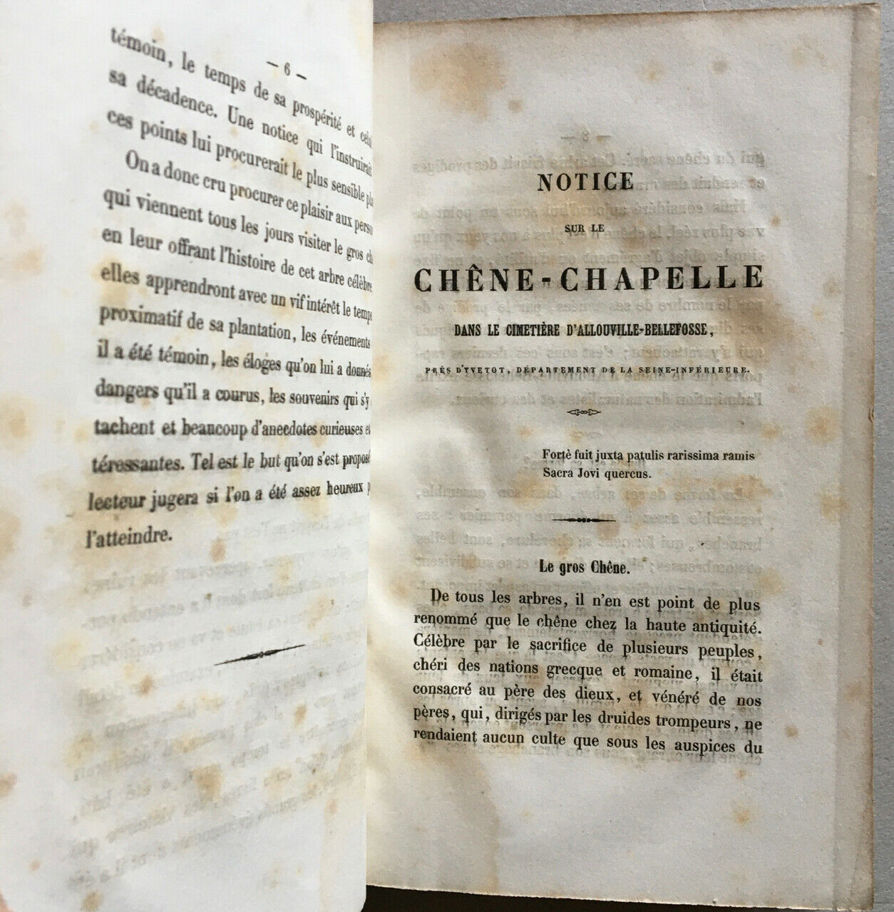 Notice sur le gros chêne d'Allouville ou chêne chapelle (Yvetot) — Mégard — 1856