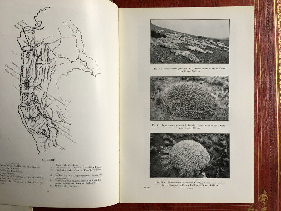 Cactus — revue trimestrielle — N°s 43 à 53 & 72 & 75 à 88 — soit 24 N°s —1955-61