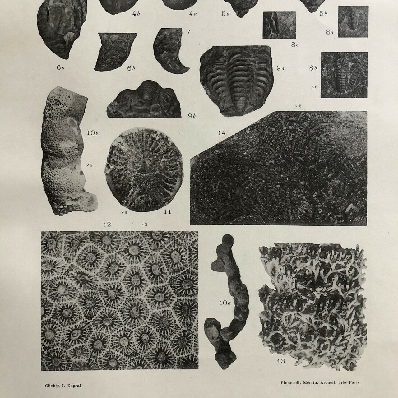 Henri Mansuy — Faunes des calcaires à productus de l'Indochine — Hanoï — 1913.