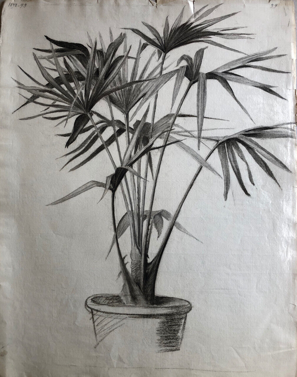 Plante en pot — Papyrus — fusain sur papier daté 1899 — 62 x 47 cm