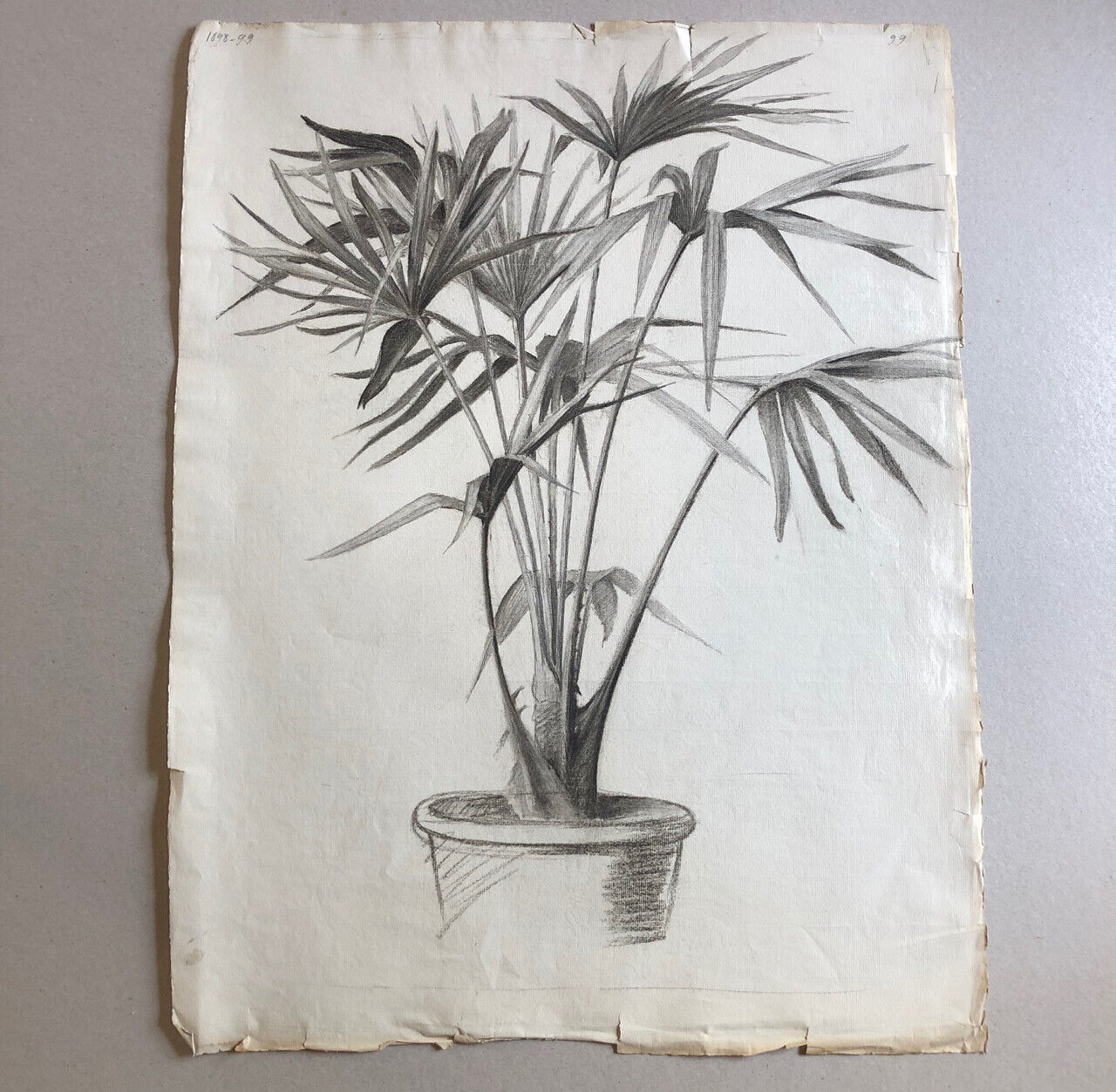 Plante en pot — Papyrus — fusain sur papier daté 1899 — 62 x 47 cm
