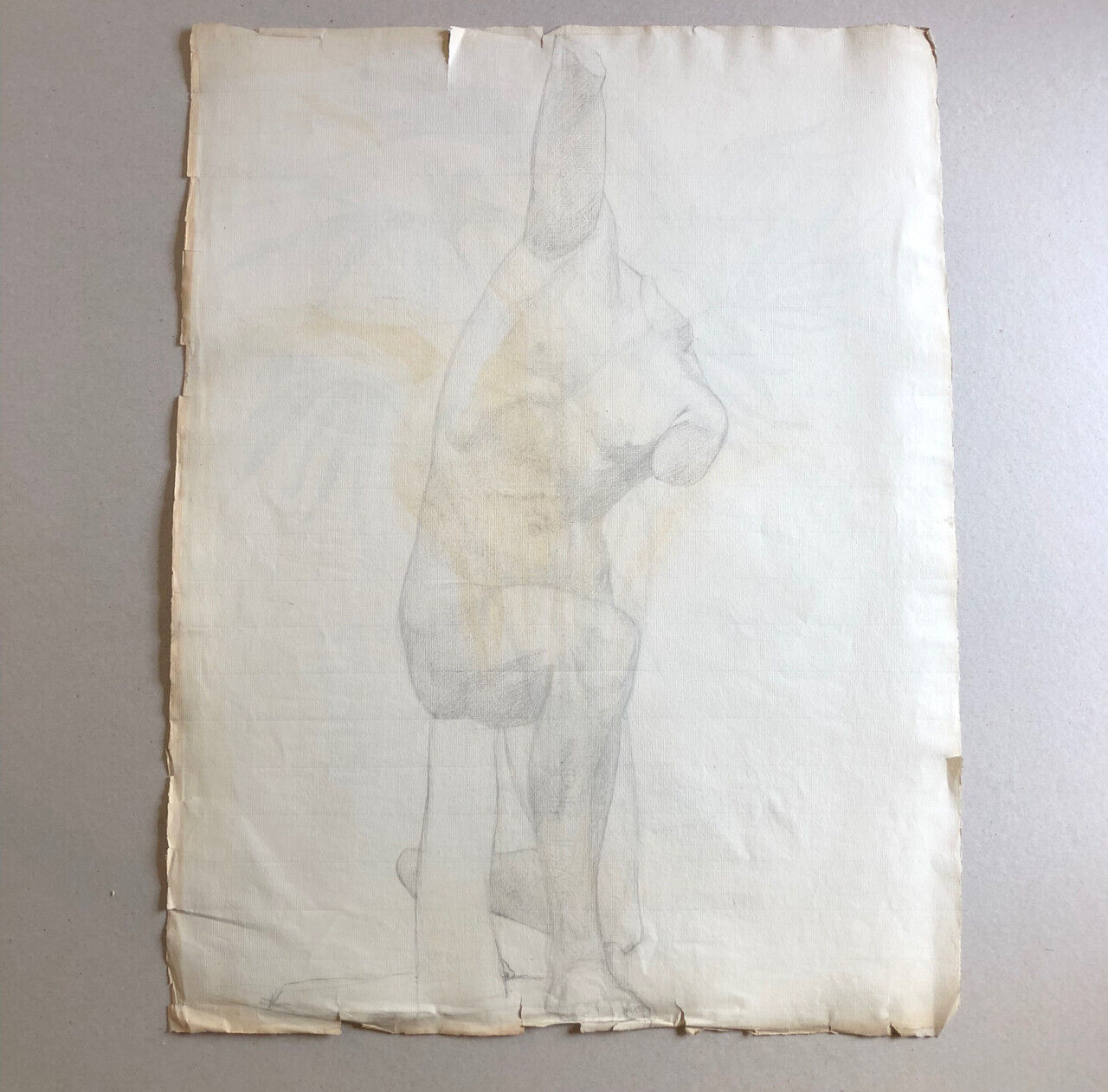 Plante en pot — Papyrus — fusain sur papier daté 1899 — 62 x 47 cm