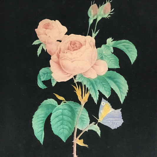 Rose & butterfly on a black background — watercolor on strong paper — 25 x 36 cm. — XIXth