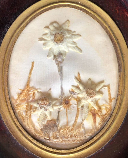 Edelweiss séchées — cadre à patine acajou, verre bombé cerclé de laiton c. 1920