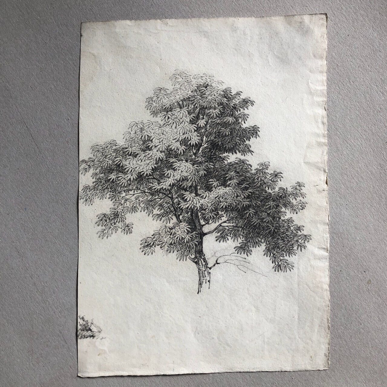 Anonyme — portrait d'arbre — dessin au crayon — XIXe siècle — 30,5 x 21,5 cm.