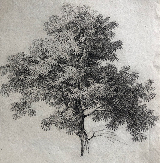 Anonyme — portrait d'arbre — dessin au crayon — XIXe siècle — 30,5 x 21,5 cm.