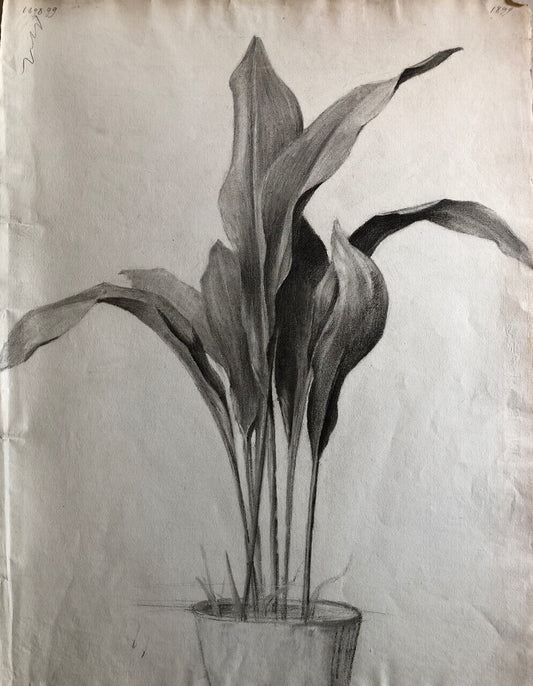 Plante en pot —  Aspidistra — fusain sur papier daté 1899 — 62 x 47 cm