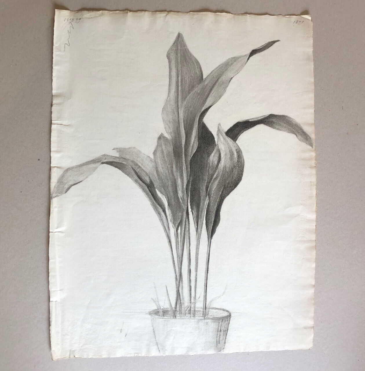 Plante en pot —  Aspidistra — fusain sur papier daté 1899 — 62 x 47 cm