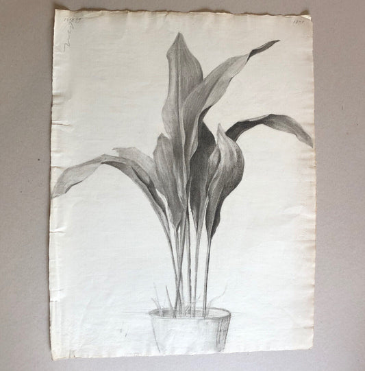 Plante en pot —  Aspidistra — fusain sur papier daté 1899 — 62 x 47 cm