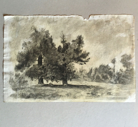 Animated forest landscape — charcoal drawing on Sennelier laid paper — 48x31 cm
