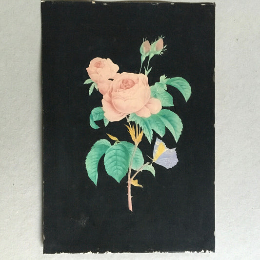 Rose & papillon sur fond noir — aquarelle sur papier fort — 25 x 36 cm. — XIXème