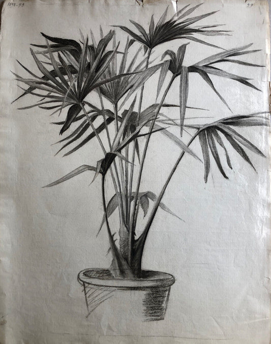 Plante en pot —  Papyrus — fusain sur papier daté 1899 — 62 x 47 cm