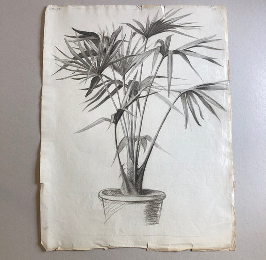 Plante en pot —  Papyrus — fusain sur papier daté 1899 — 62 x 47 cm