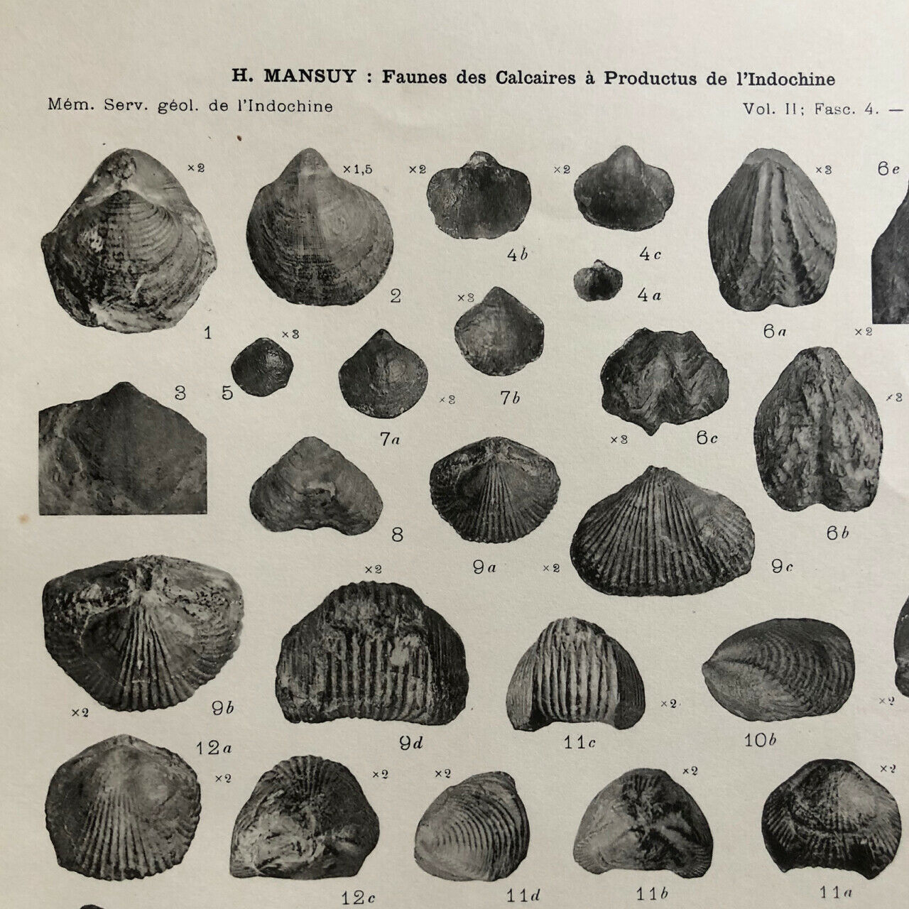 Henri Mansuy - Faunes des limestones à productus de l'Indochine - Hanoï - 1913.